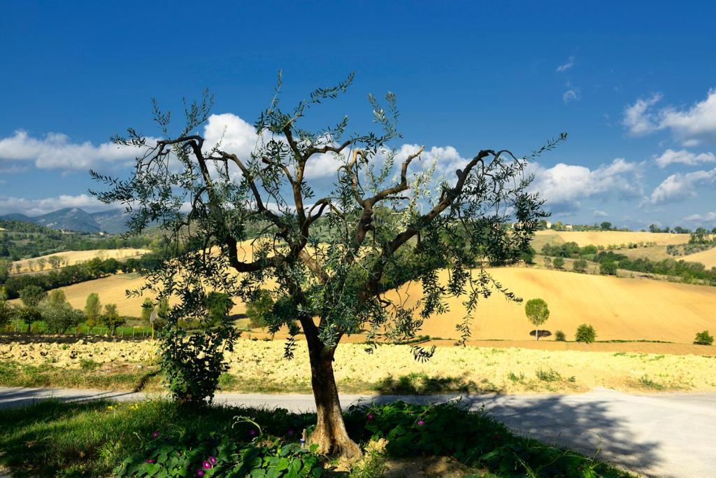 Agriturismo L'Ulivo In Fiore スポレート エクステリア 写真